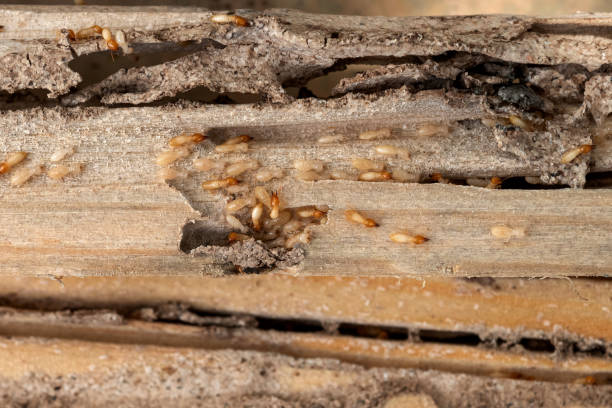 Best Spider Control Near Me  in Monroe, LA